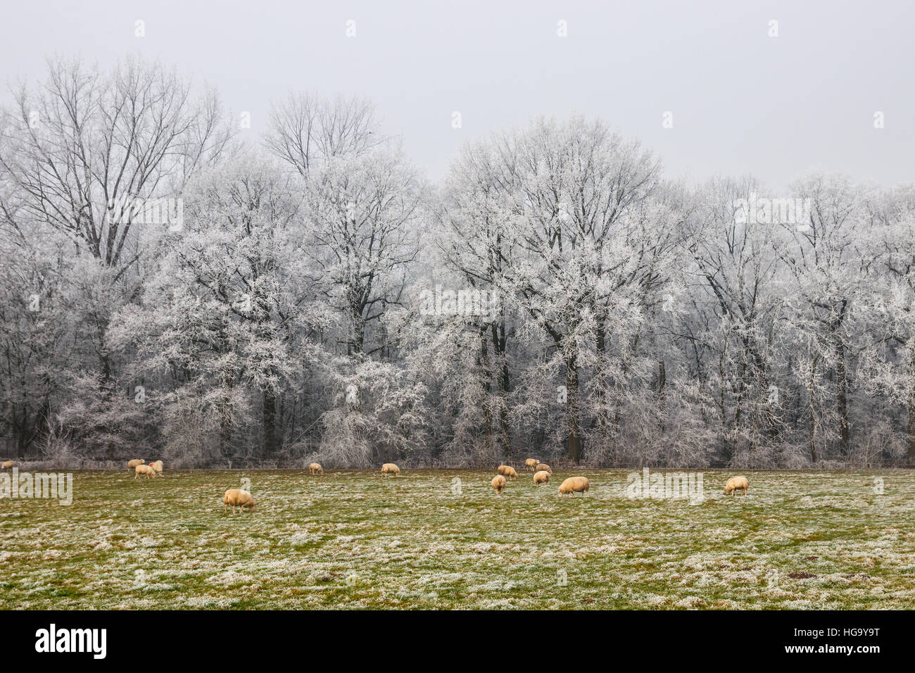 Sheep grazing in winter on a pasture of the Rhijnauwen estate with trees white of frost on the background. Bunnik, The Netherlands. Stock Photo