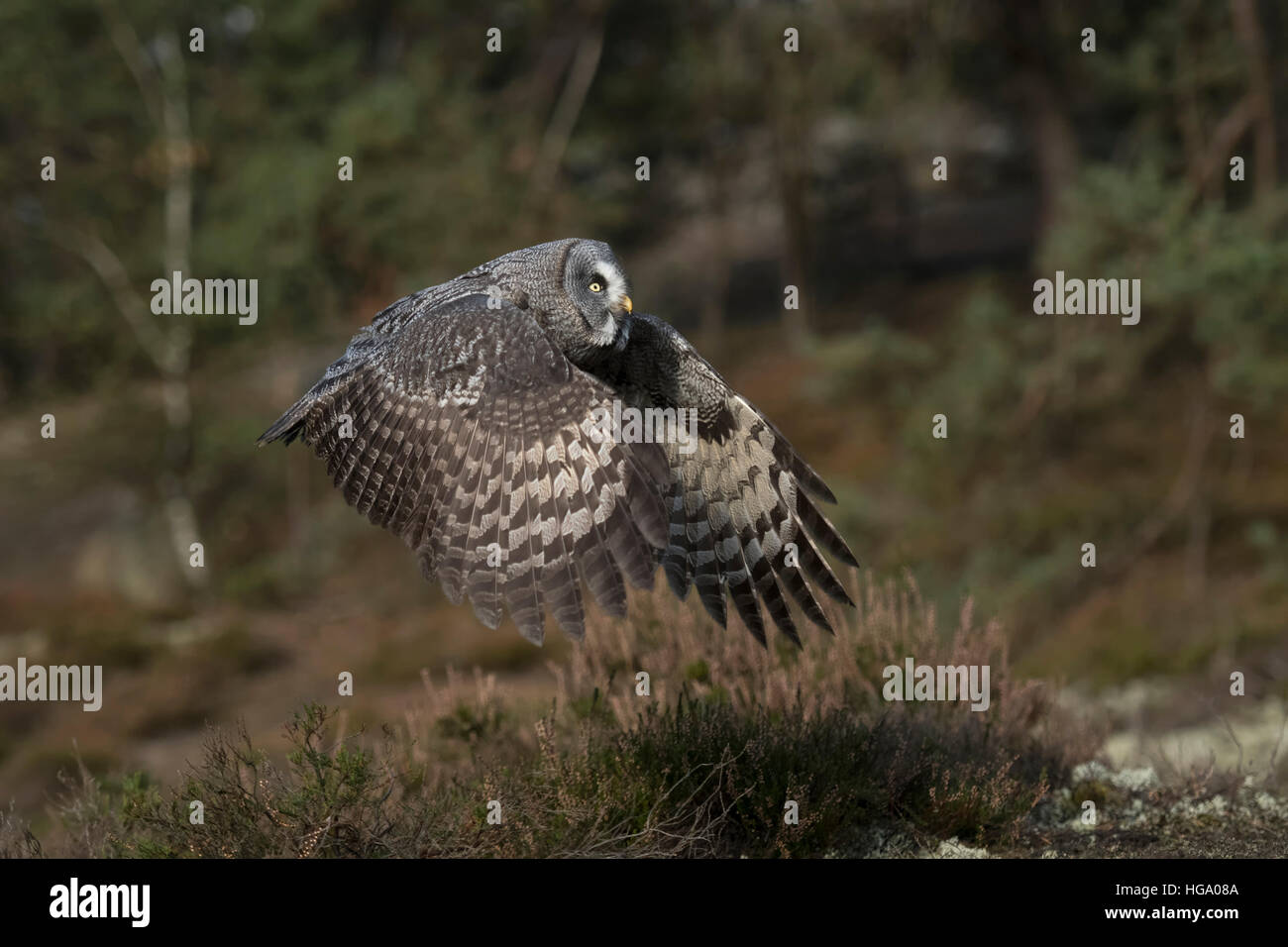 Great Grey Owl ( Strix nebulosa ) in flight, beating its wings, in nice surrounding of a boreal forest, typical habitat. Stock Photo