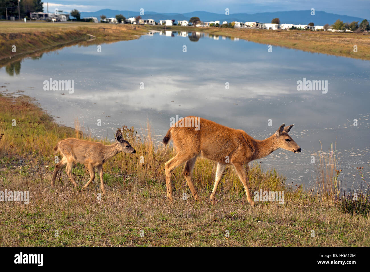 Female Black Tailed Deer and calf (Odocoileus hemionus) at Surfside Park at Parksville, BC Vancouver Island Canada. SC0 11,361. Stock Photo