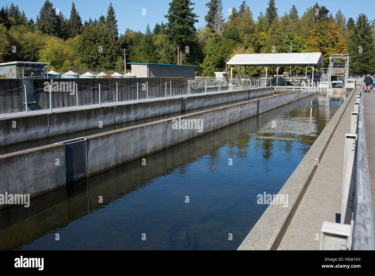 Salmon fish ladder vancouver hires stock photography and images Alamy