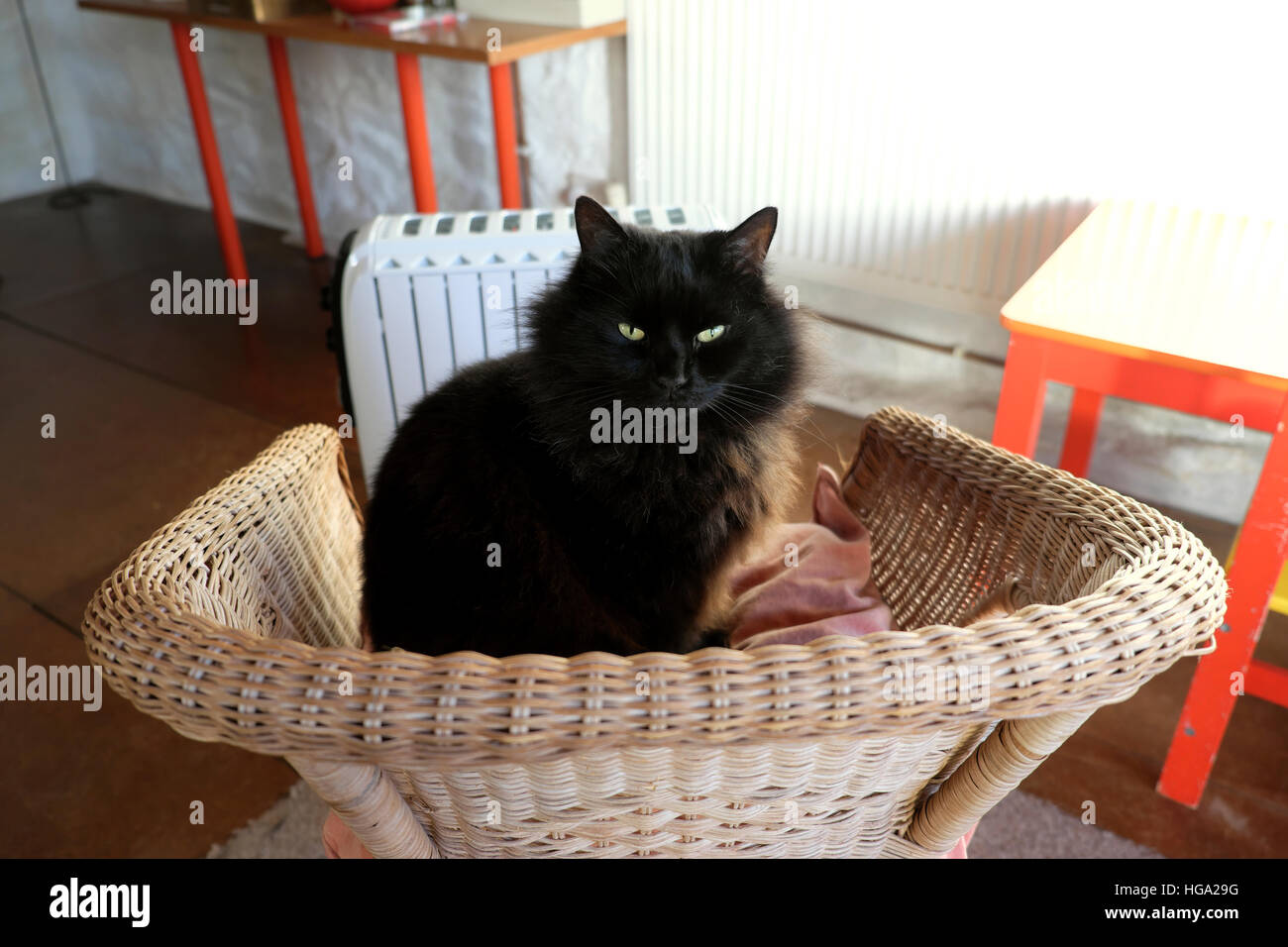 Big House Cat Stock Photos Big House Cat Stock Images Alamy