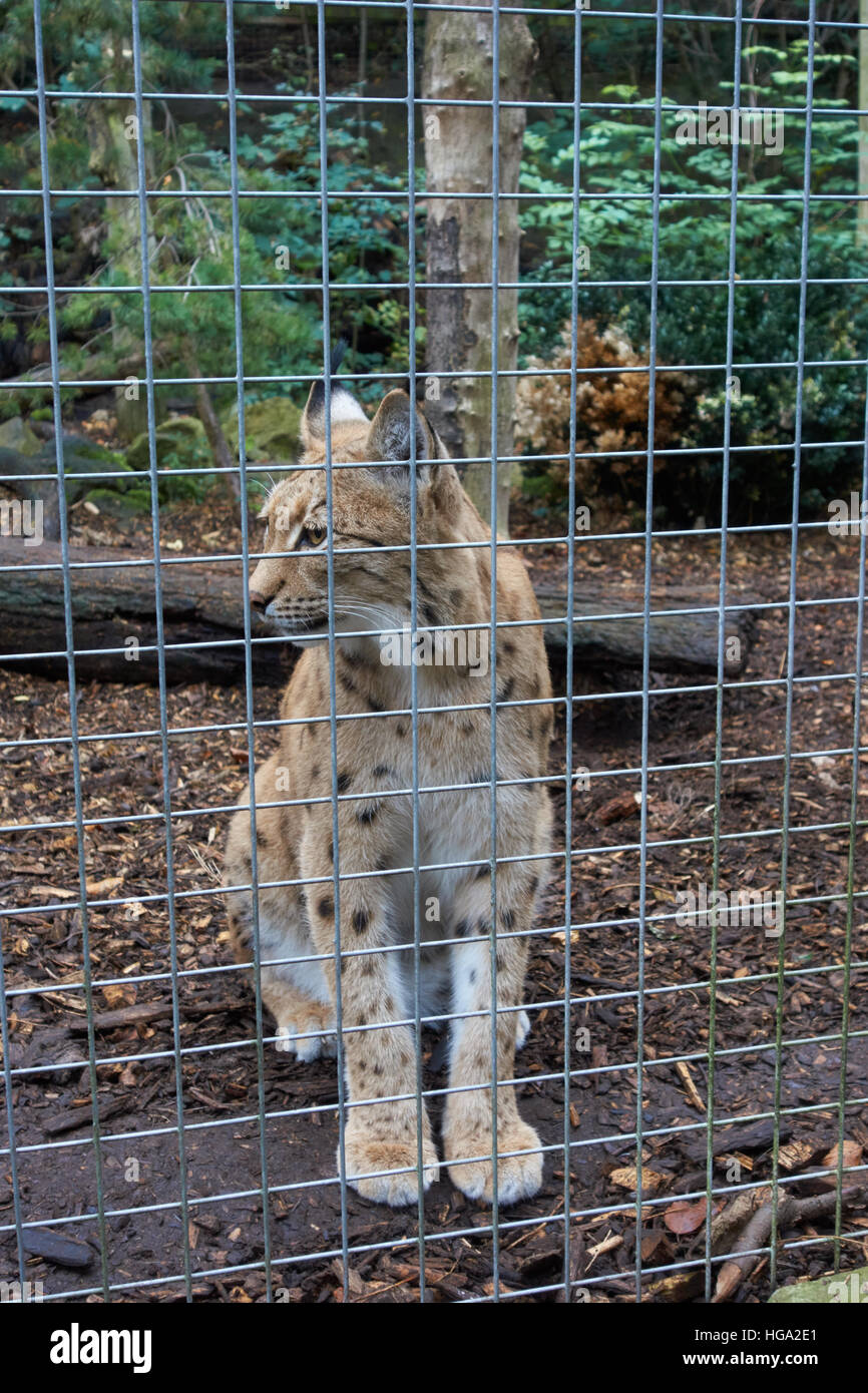 Carpathian Lynx lynx lynx carpathia behind cage bars in a zoo Stock Photo