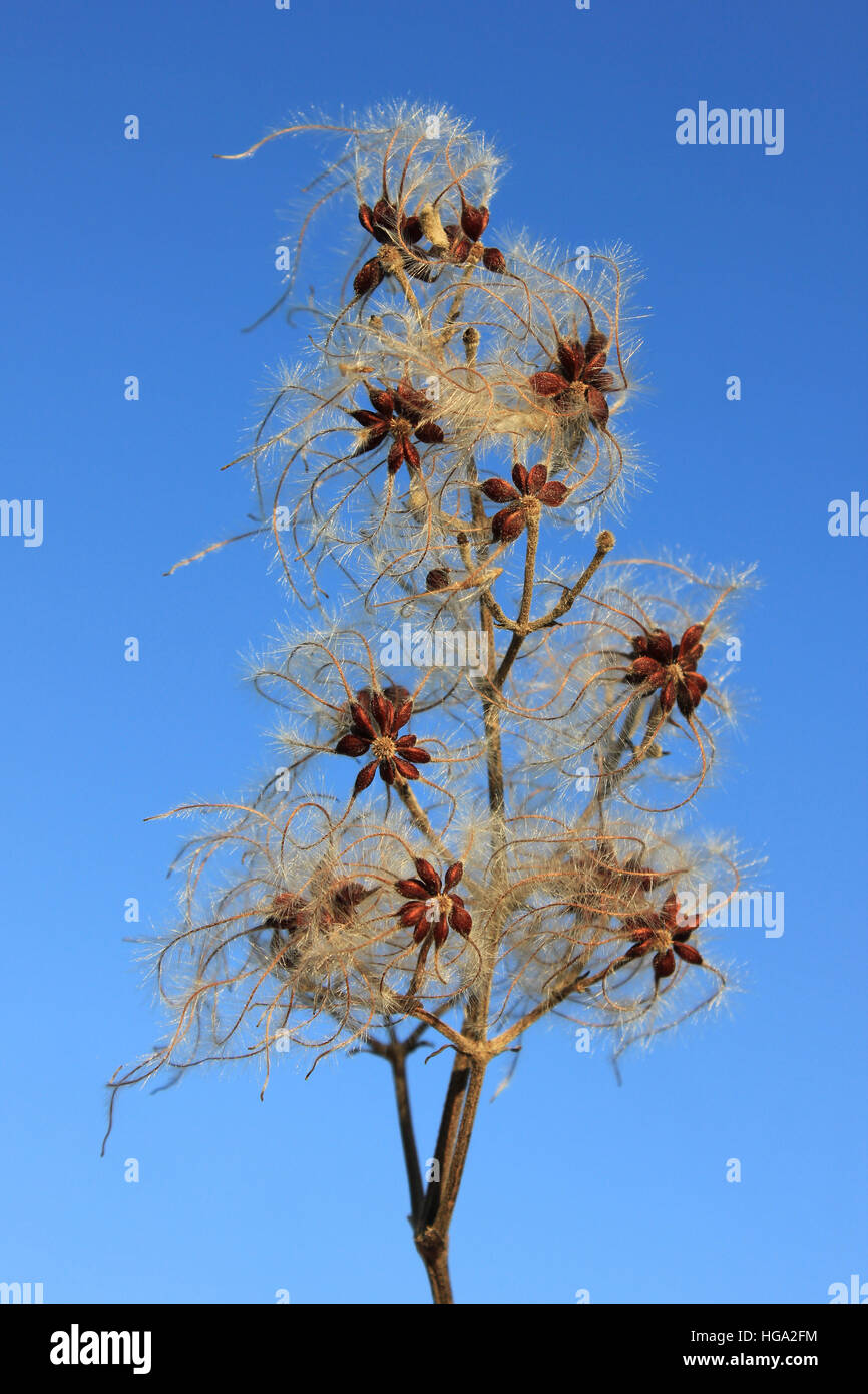 Seed Head of Old Man’s Beard a.k.a. Traveller's Joy Clematis vitalba Stock Photo