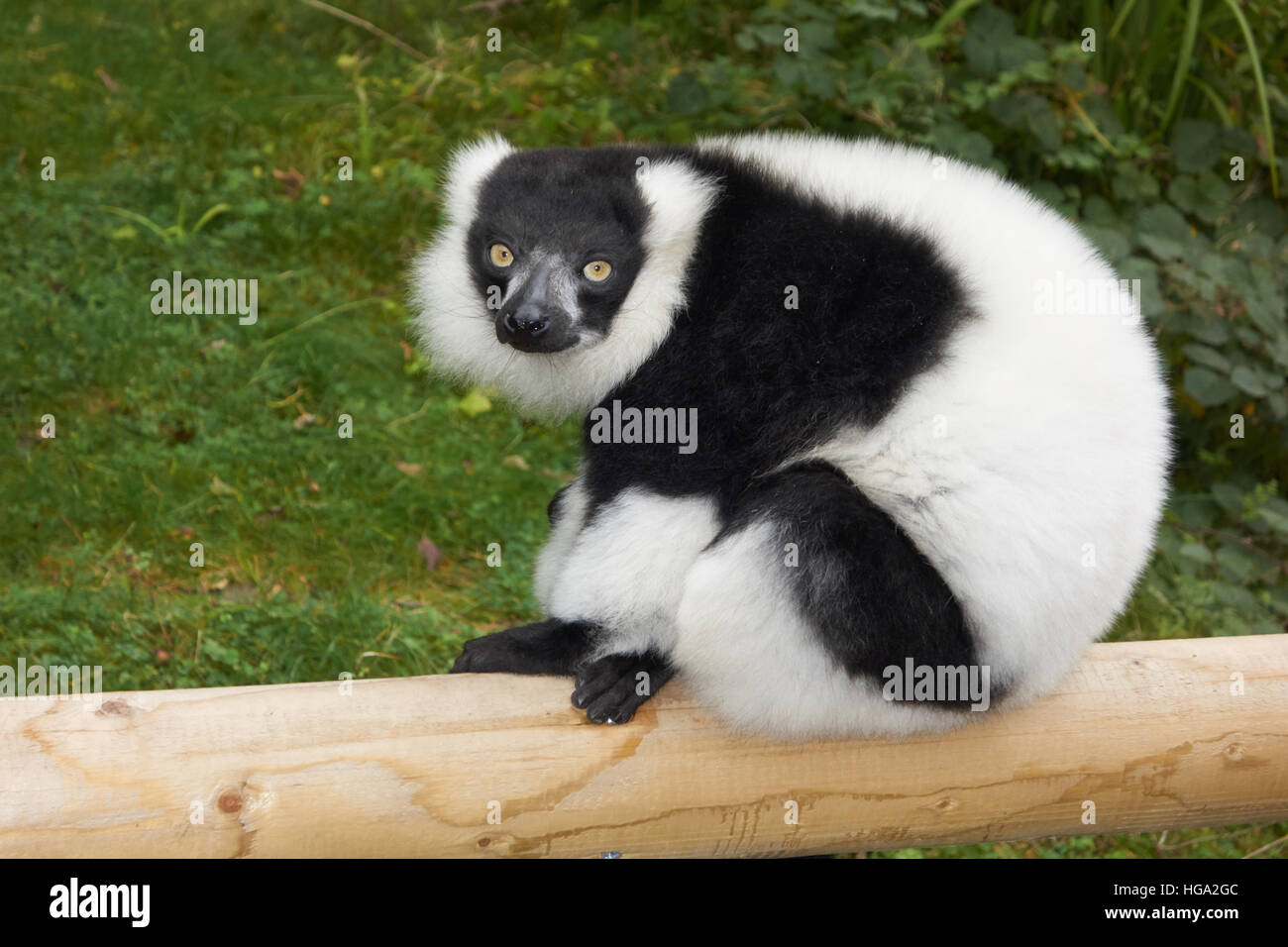 Black and White Ruffed Lemur Varecia variegata in zoo UK Stock Photo