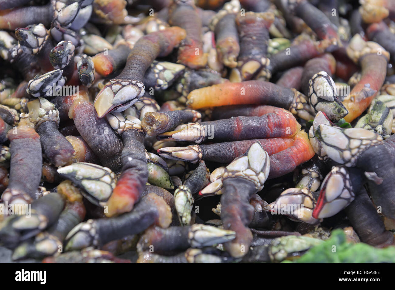 Goose barnacles sold in fisherman shop Stock Photo