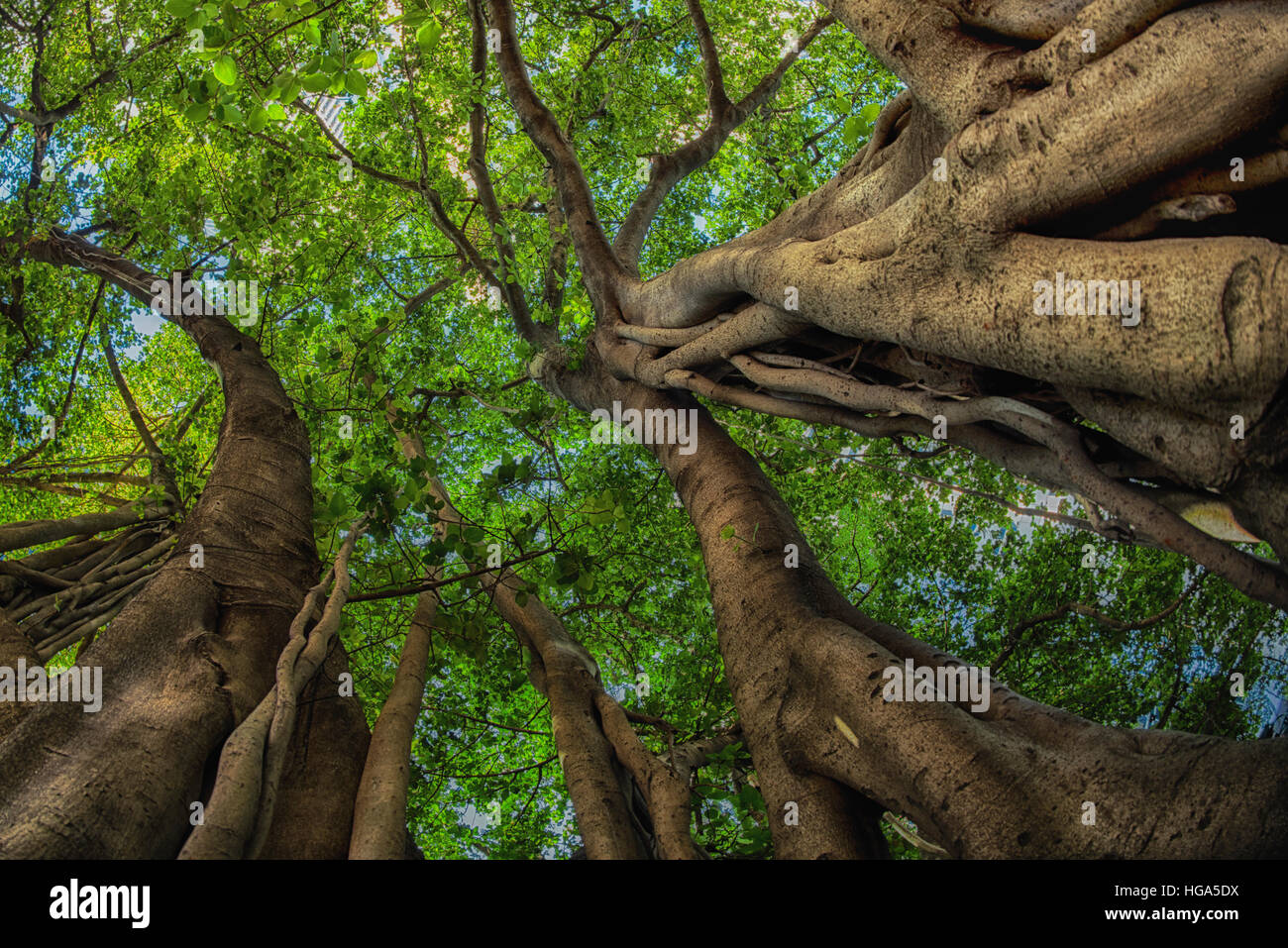 Fisheye lens view into Fig canopy in the Brisbane CBD on Eagle Street and Queen Street corner. Stock Photo