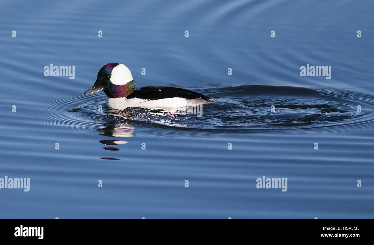 Bufflehead Duck Male swimming in a pond Stock Photo