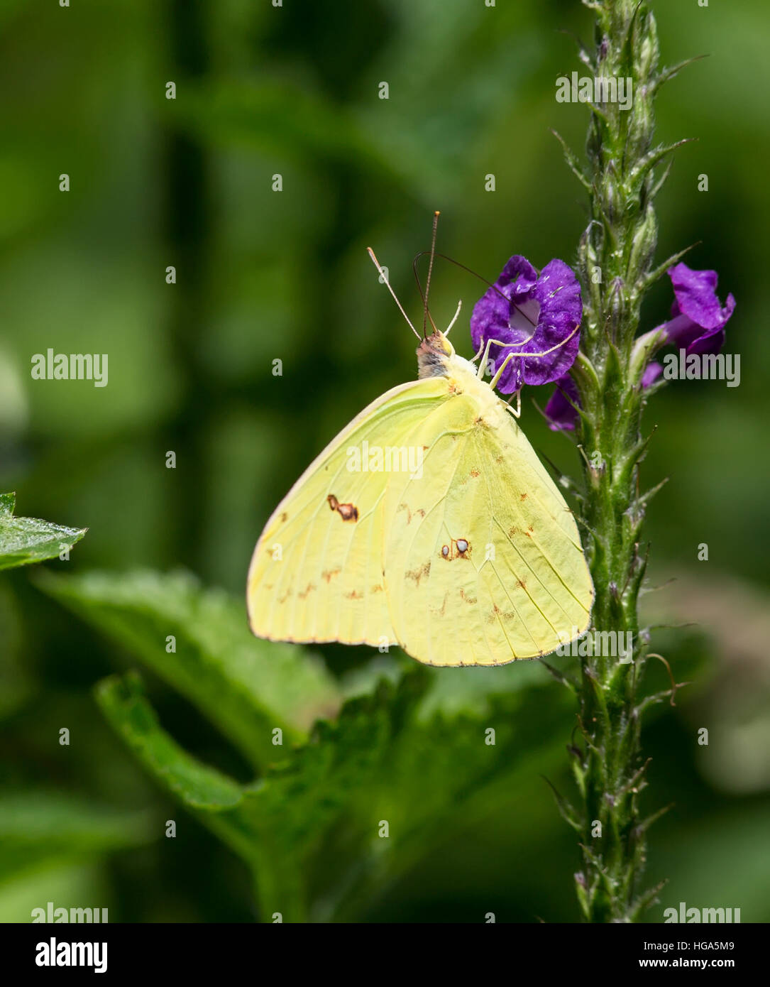 Cloudless Sulfer Butterfly (Phoebis Sena) Stock Photo