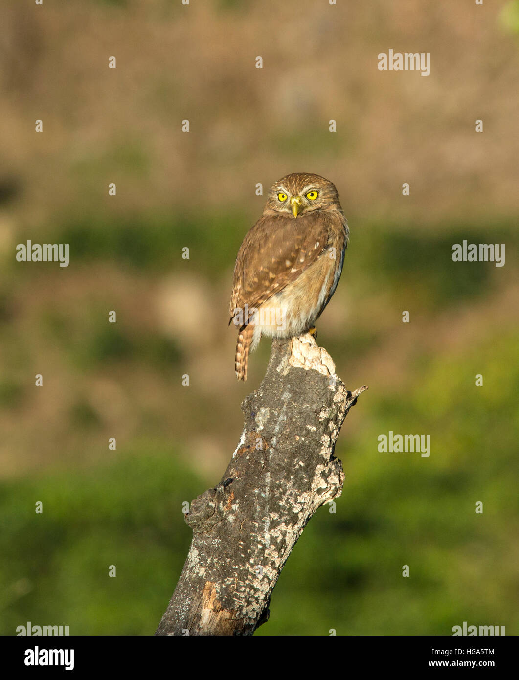 Ferruginous Pygmy-Owl (Aegolius ridgwayi) Stock Photo