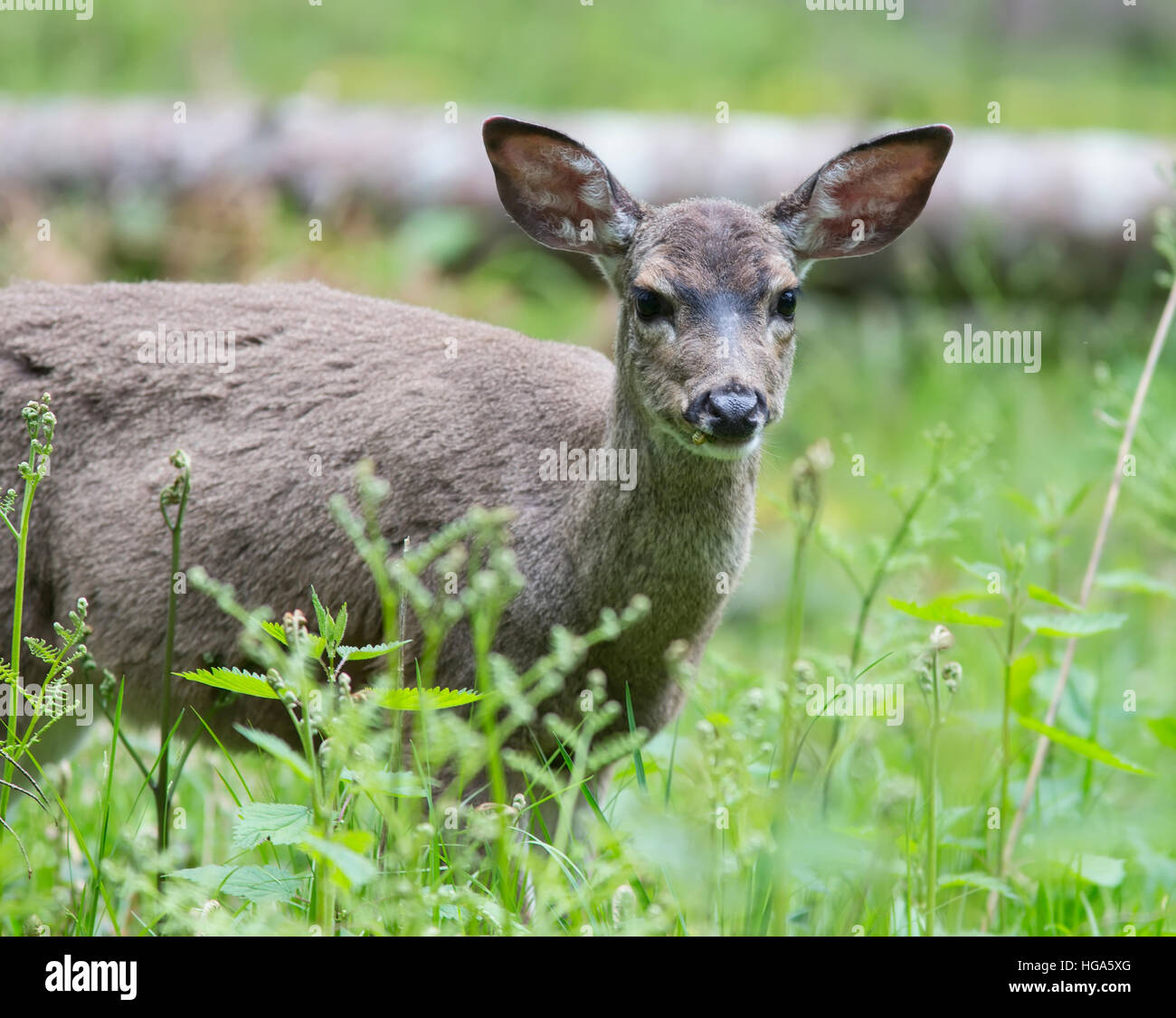 Doe eating grass in a field Stock Photo