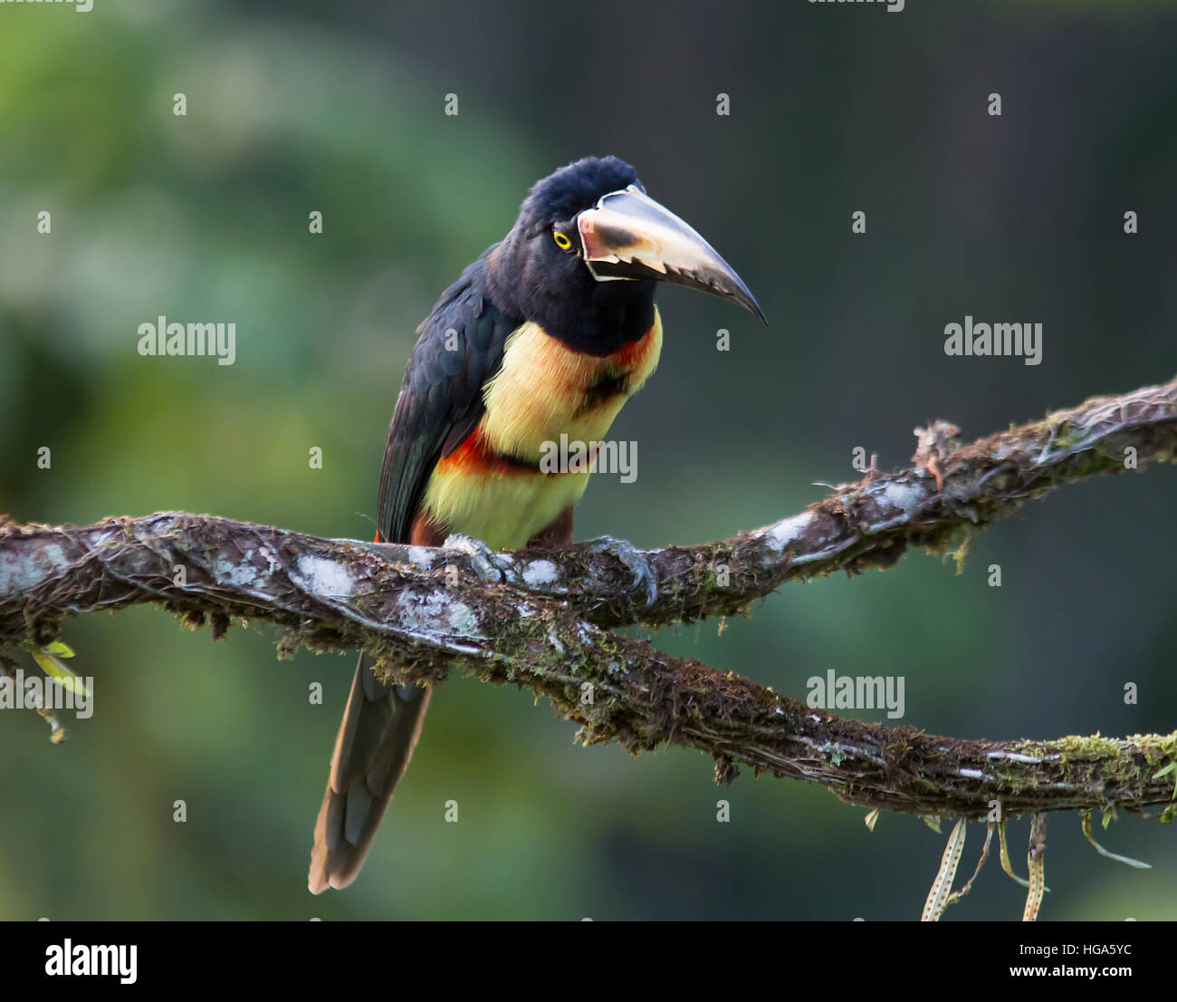 Collared Aracari perched on a branch Stock Photo