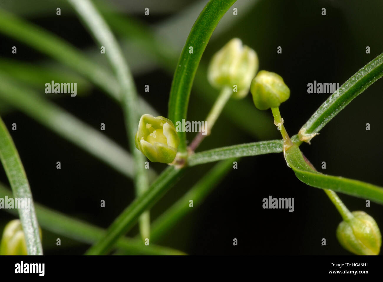 Asparagus verticillatus, Climbing Asparagus Stock Photo