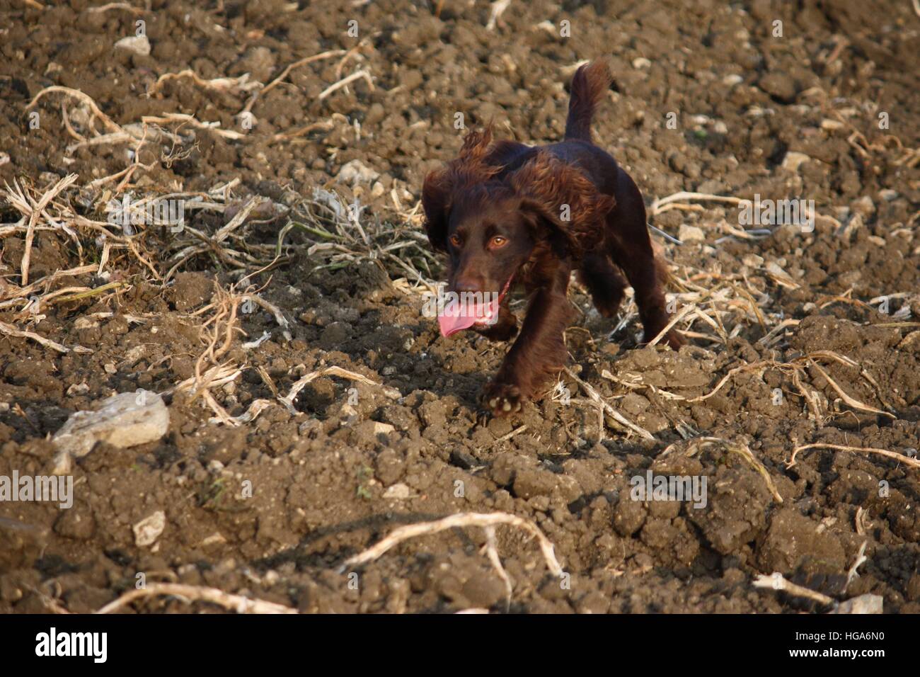 chocolate working cocker spaniel puppies