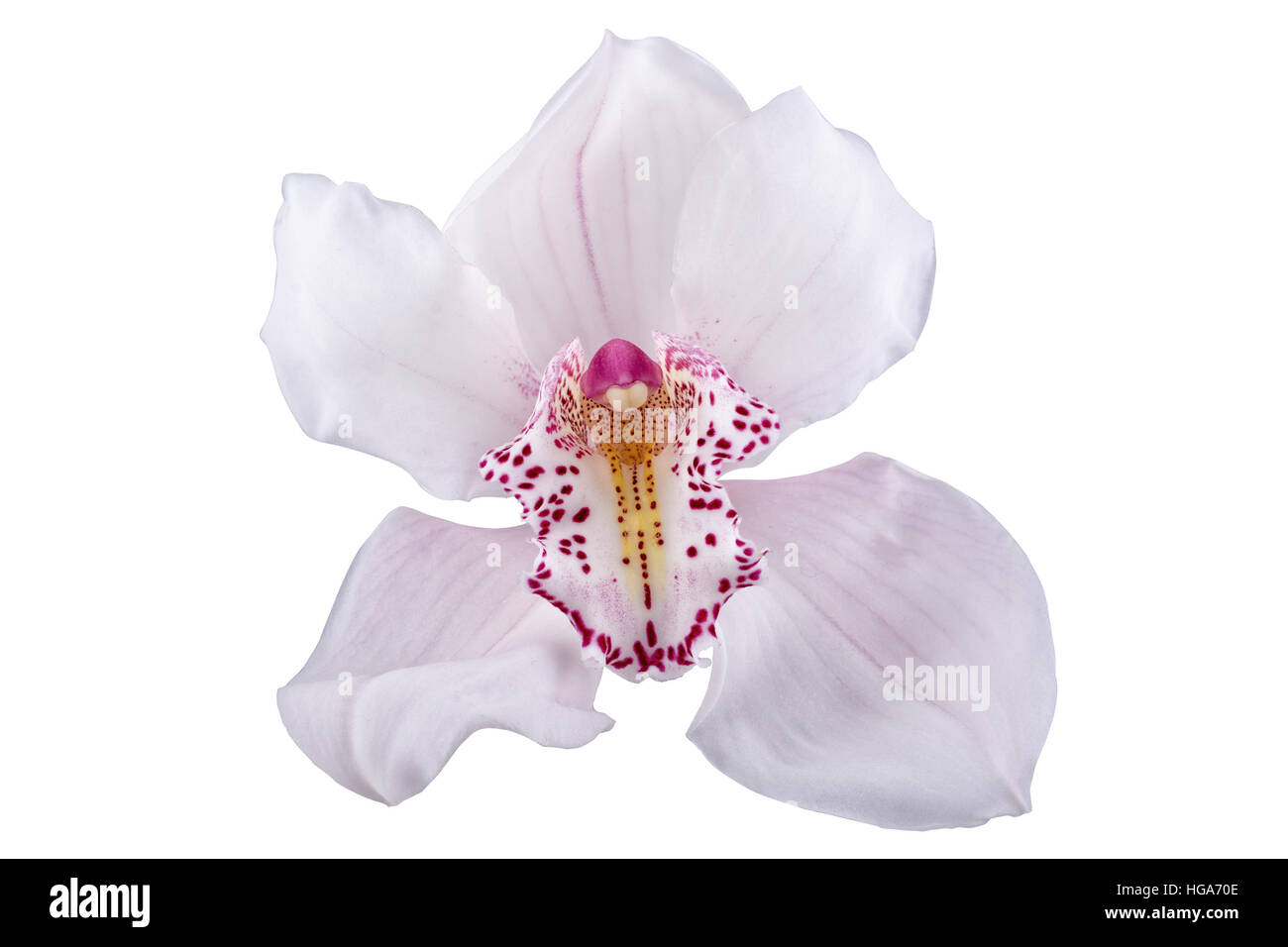 Pink orchid isolated on a white background Stock Photo - Alamy