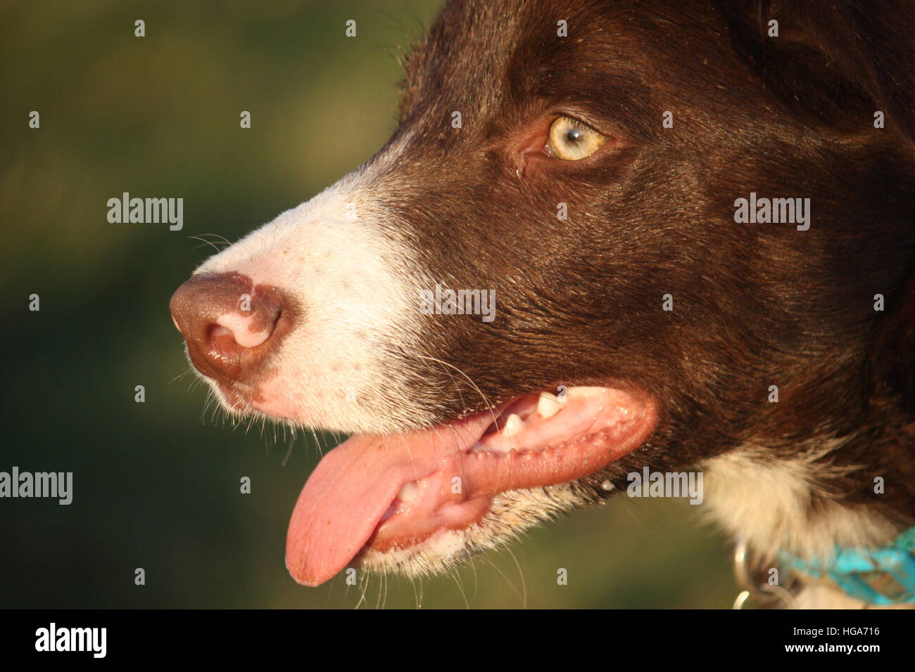 Cute Smooth Coated Red And White Border Collie Puppy Dog Pet Stock