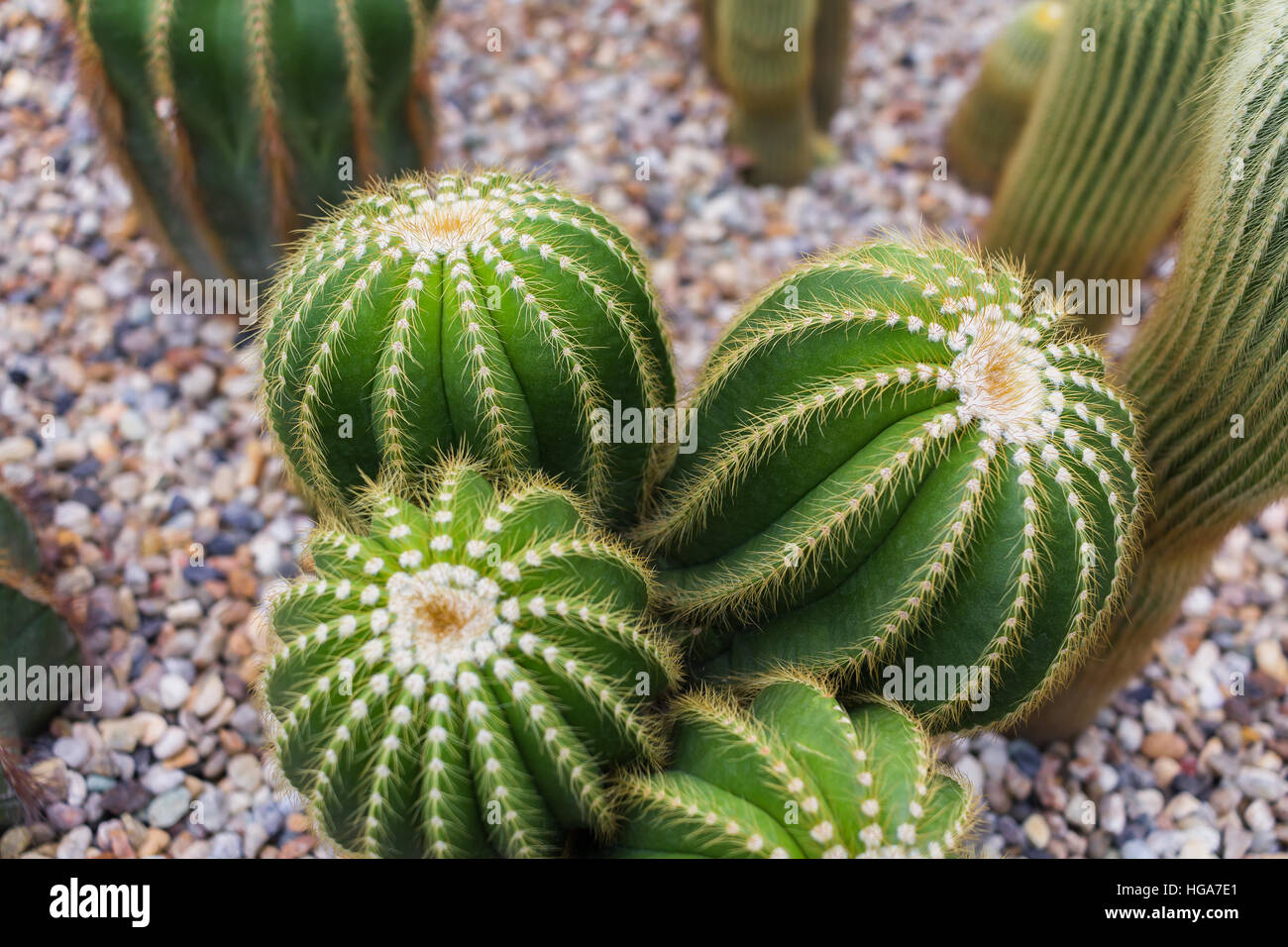 fake cactus SEEKO Natural Looking Fake Cactus Plant