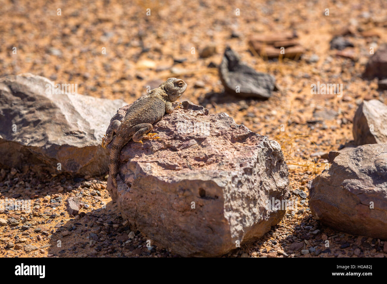 Iguana in the desert Hamada on the southwestern part of the Sahara Desert near Merzouga, Morocco. Stock Photo