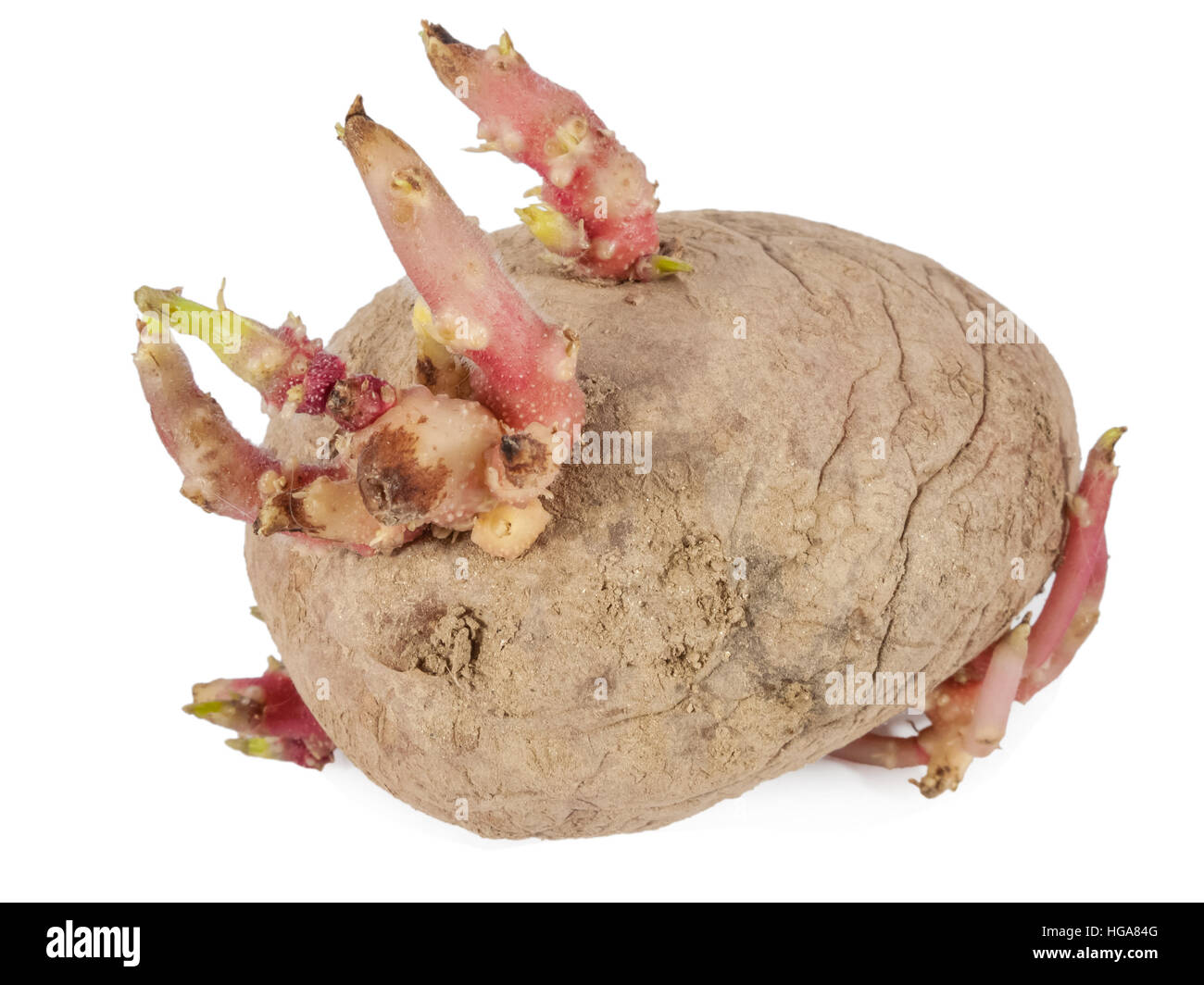 Old potato sprouting with a close up of the sprouts isolated on a white background Stock Photo