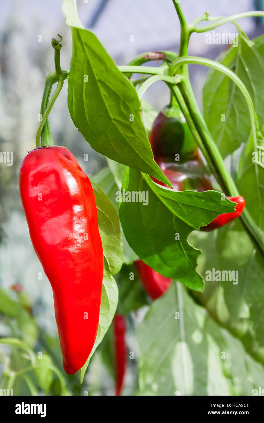 Chili Pepper hanging in the bush planted on a kitchen garden Stock
