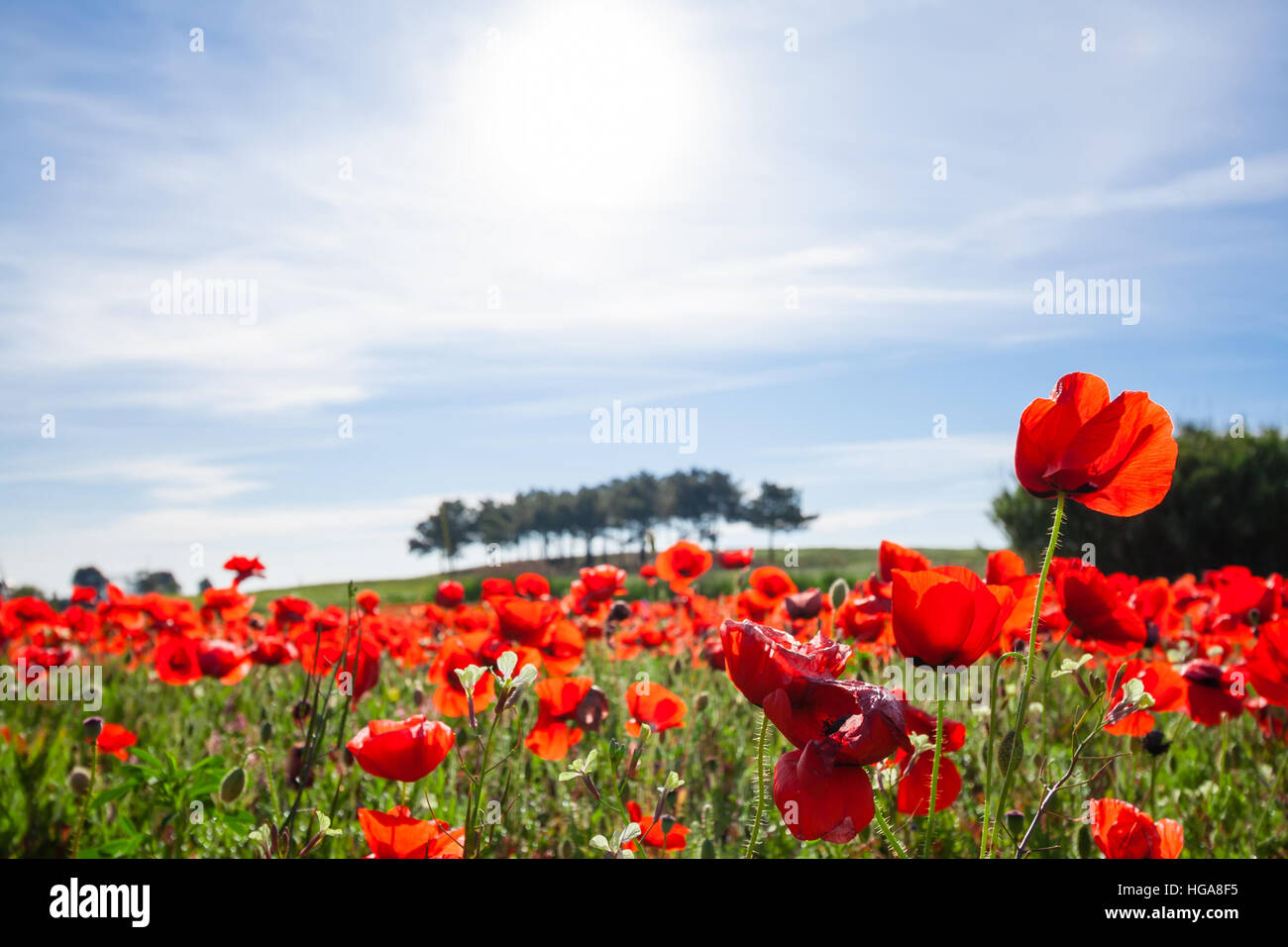 Spring landscape with a field of red poppies and a blue sky with white ...