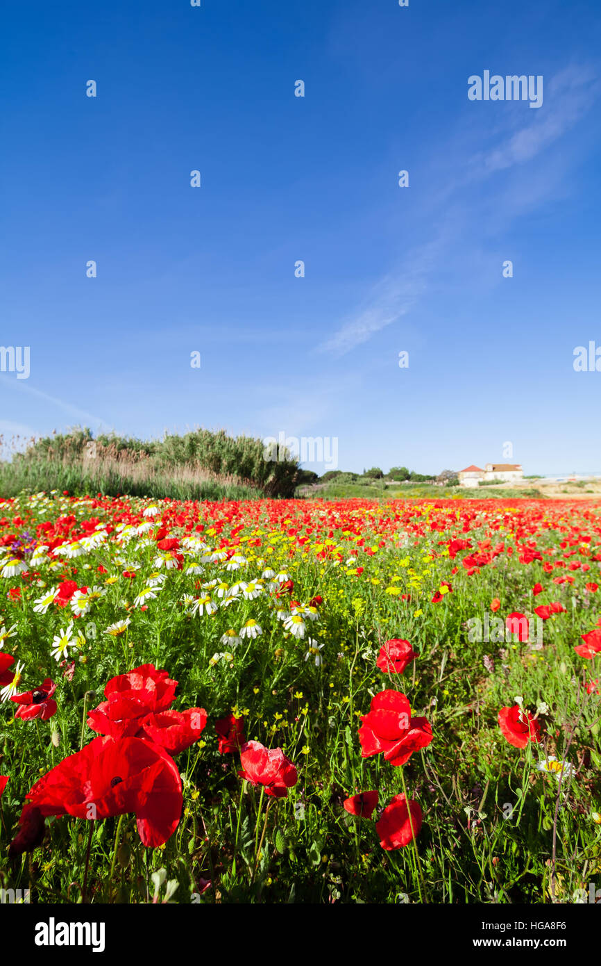 Spring landscape with a field of red poppies and a blue sky with white ...