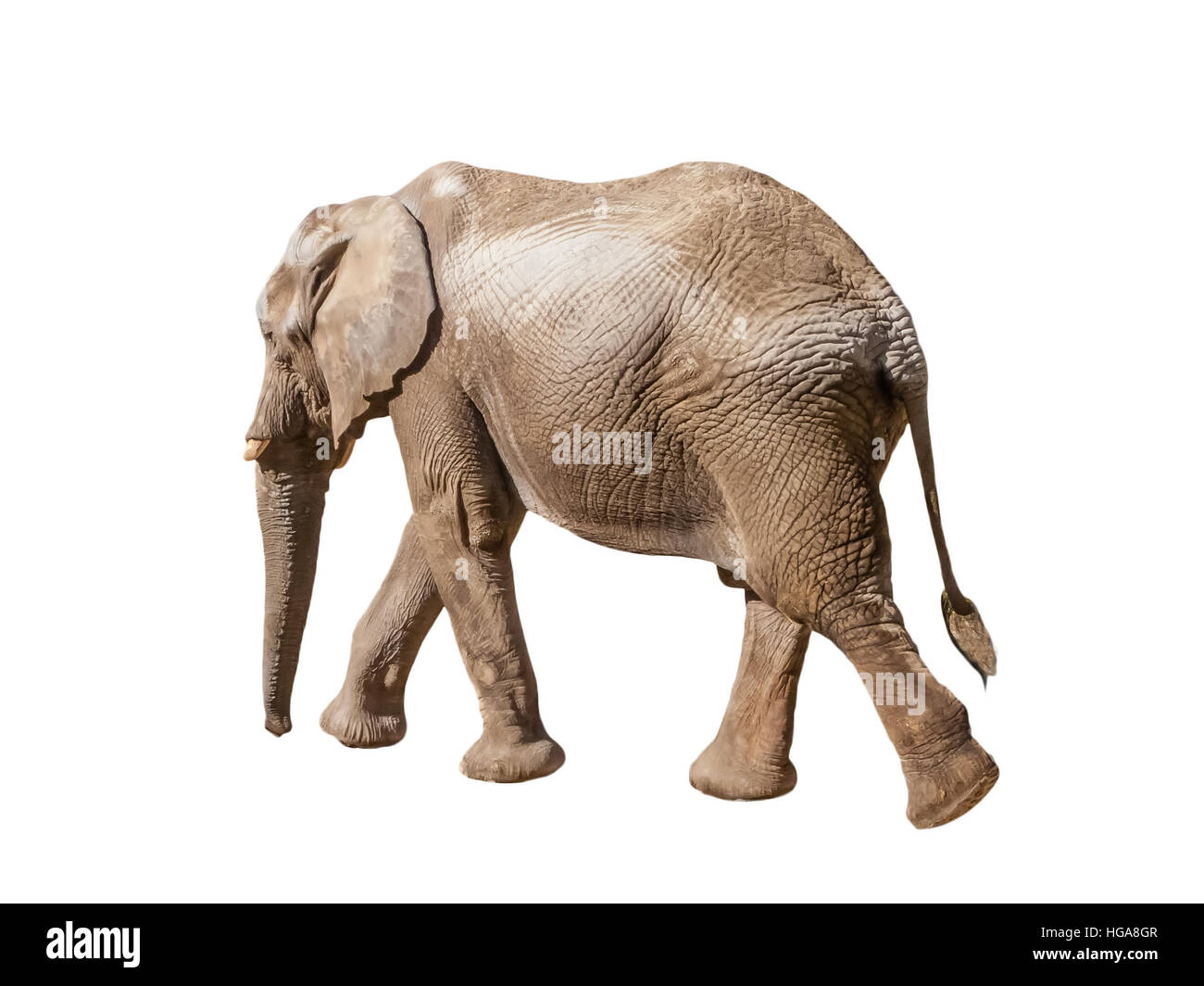 African elephant walking, moving or going away with a view of the back and tail isolated on white background, cut out. Stock Photo