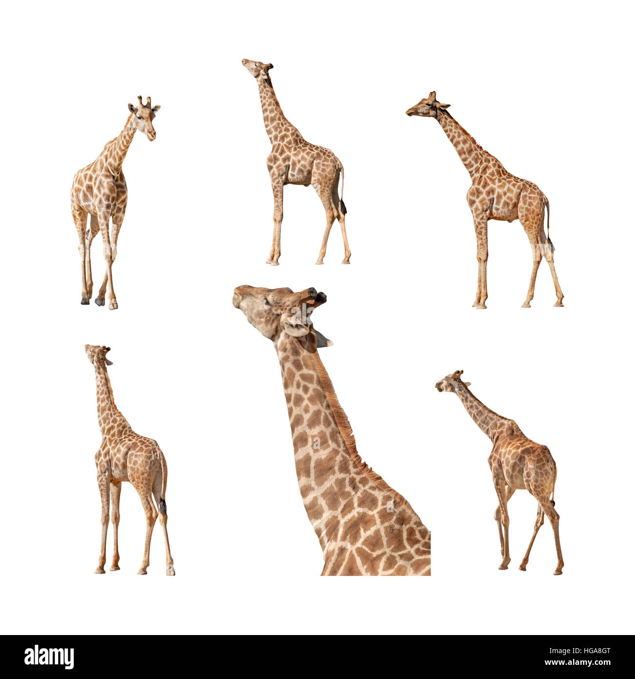 Giraffe isolated on a white background collection, pack or set. Profile, side, walking away, back view, coming, feeding. Stock Photo