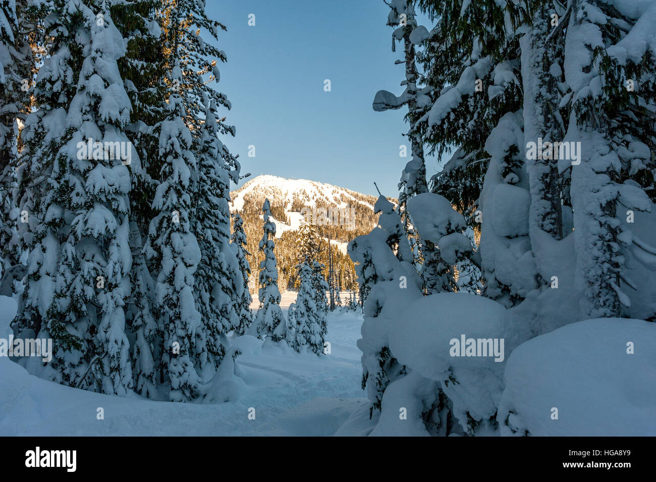 Winter view of Mount Washington, Strathcona Provincial Park, British Columbia Canada through snow covered trees Stock Photo