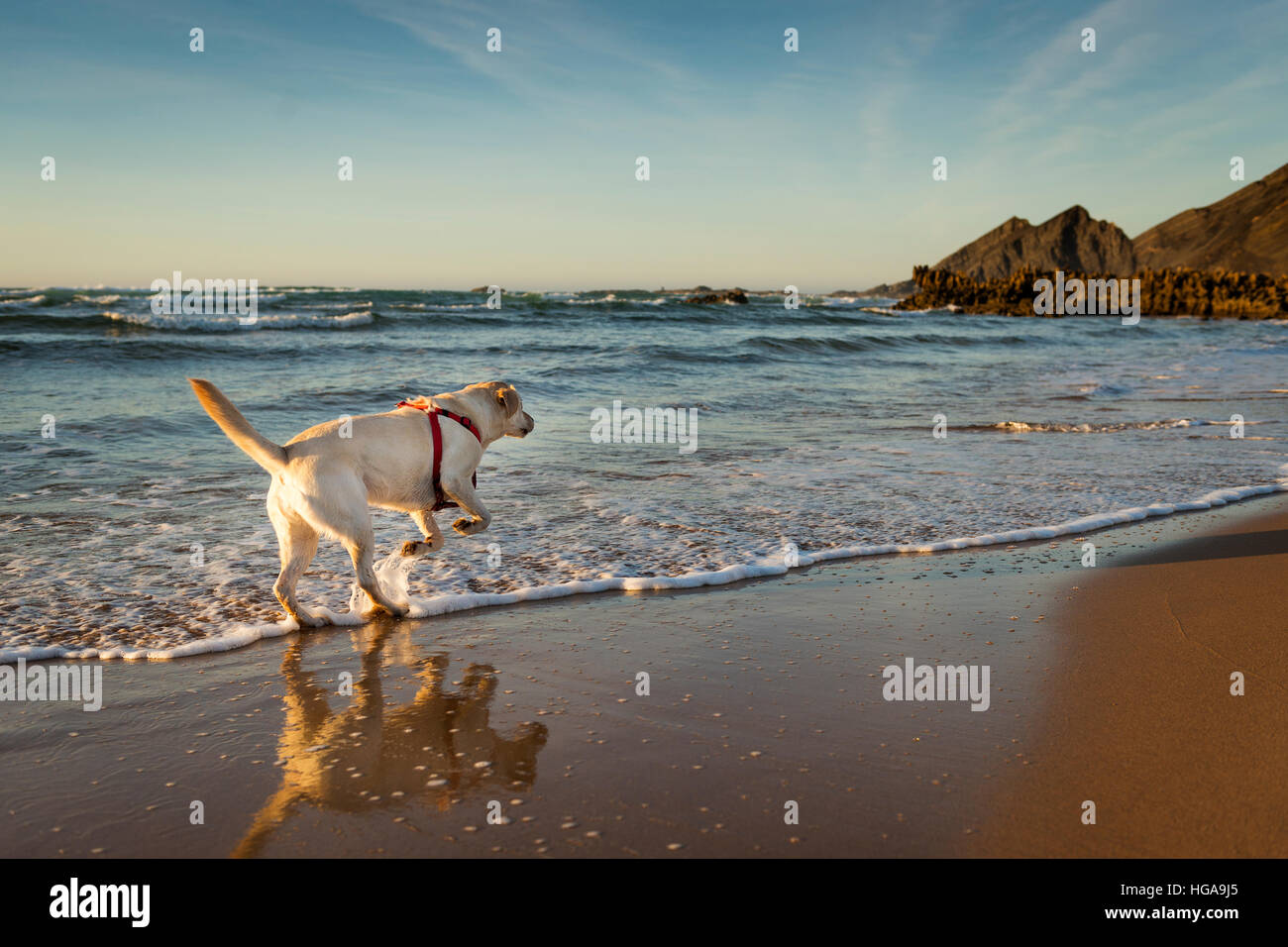 White Labrador running in the water in Amoreira Beach in Alentejo, Portugal; Concept for travel in Portugal Stock Photo