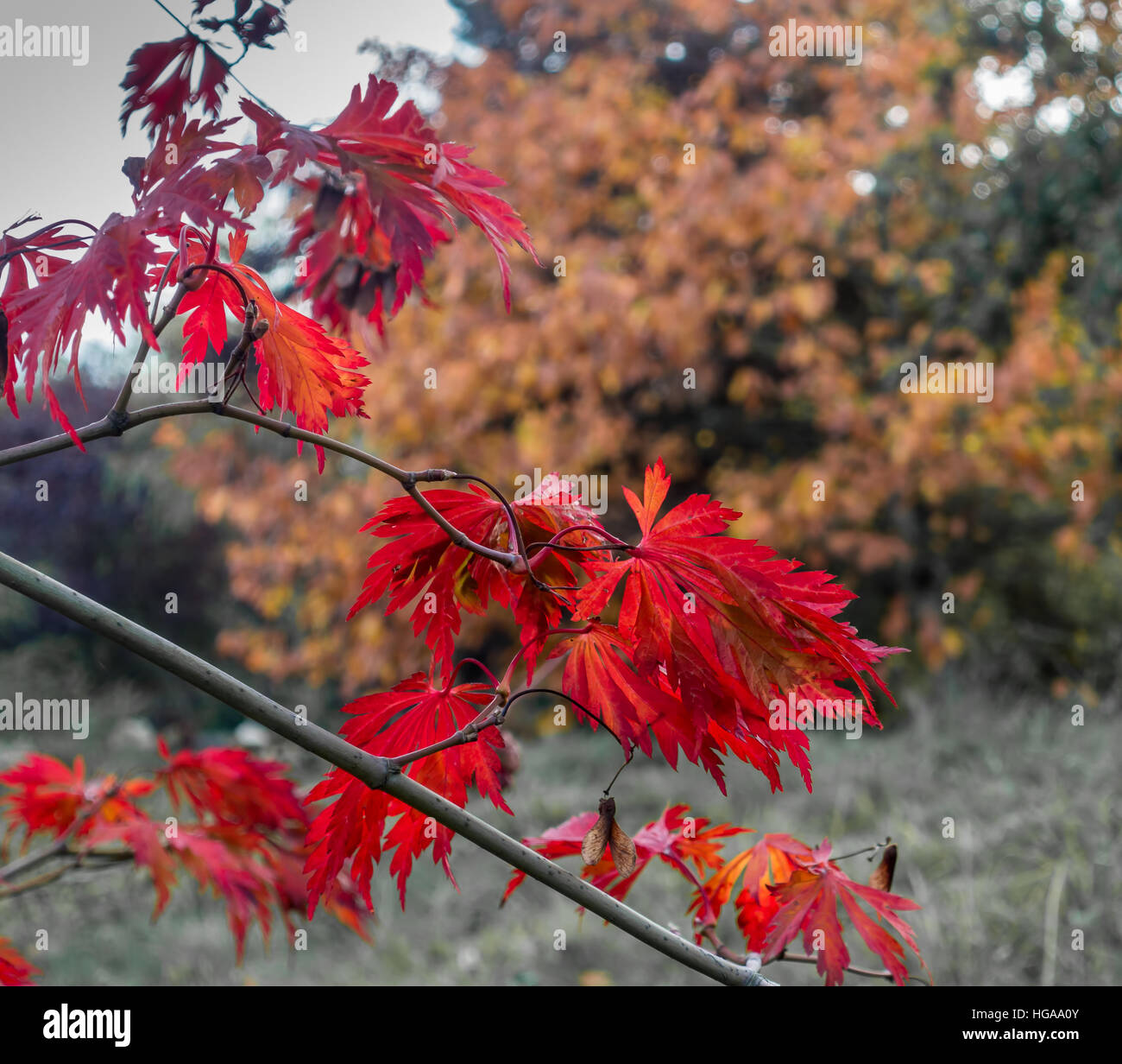 Closeup shot of red  leaves on a branch in Autumn. Stock Photo