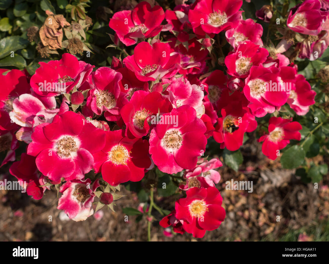 Closeup of red Poppies. Macro shot. Stock Photo