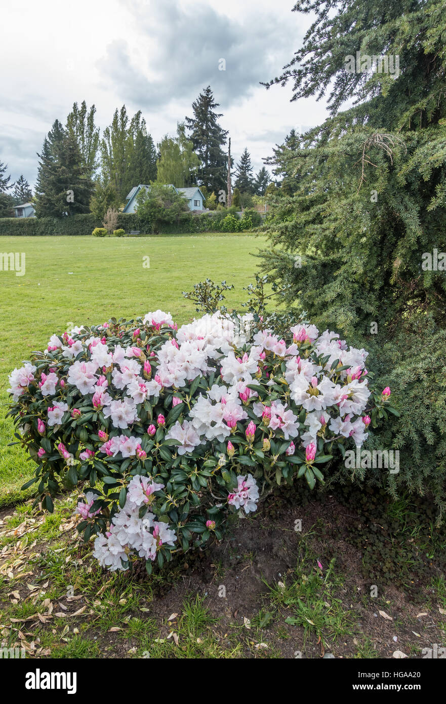 A view of a pink and white Rhododendron bush. Stock Photo