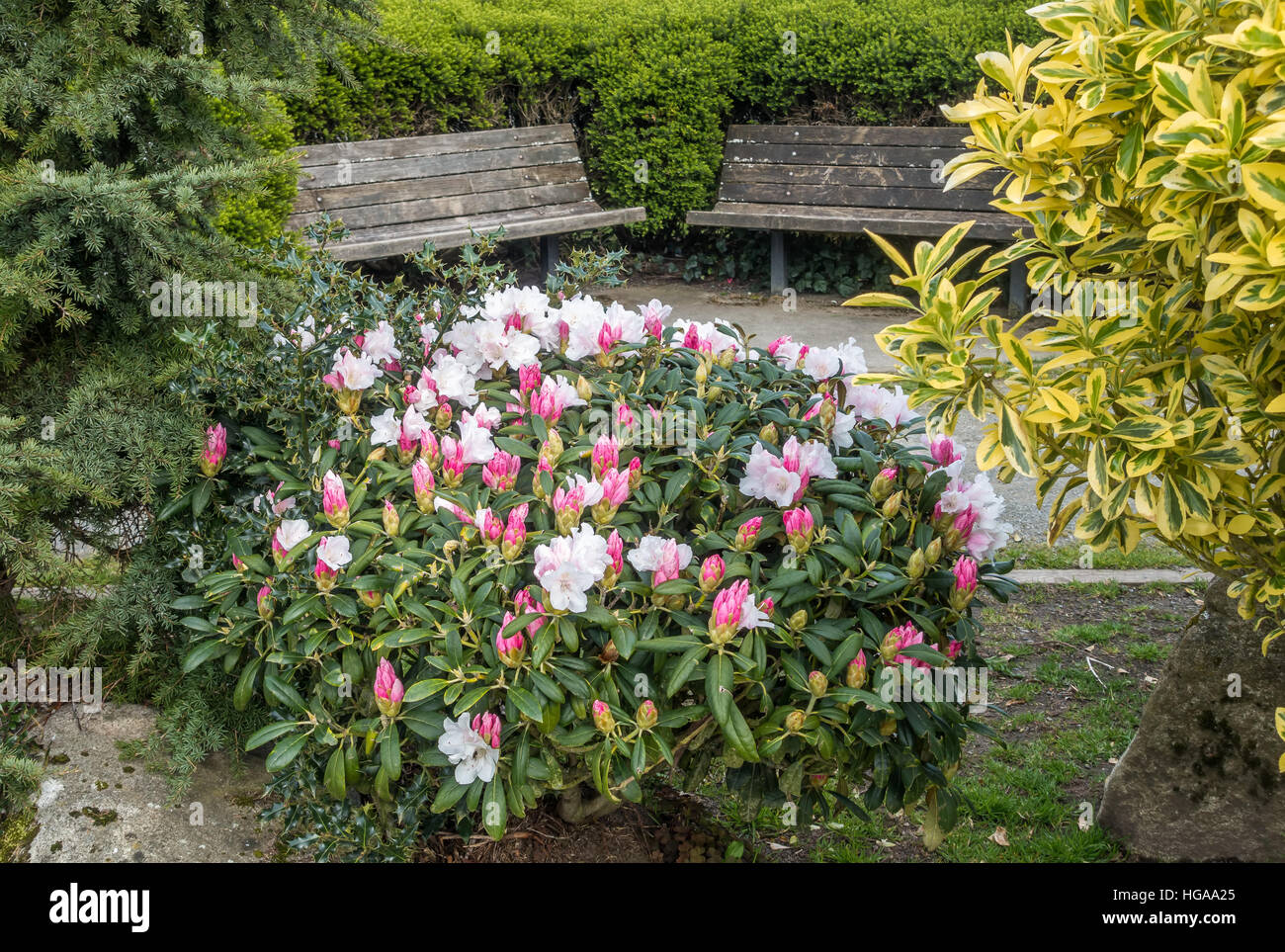 A view of a pink and white Rhododendron bush and wooden benches, Stock Photo