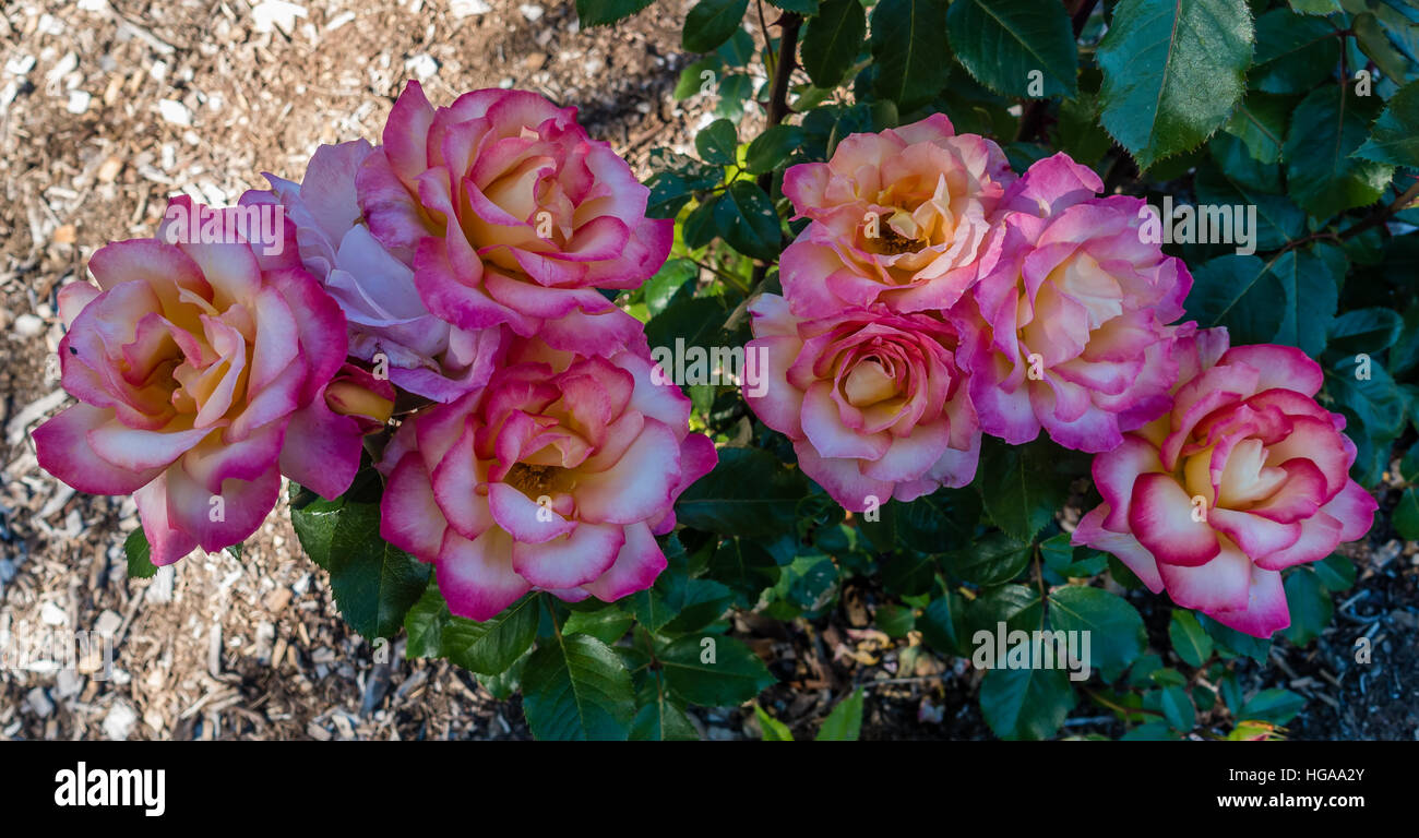 White rose with pink tips hires stock photography and images Alamy