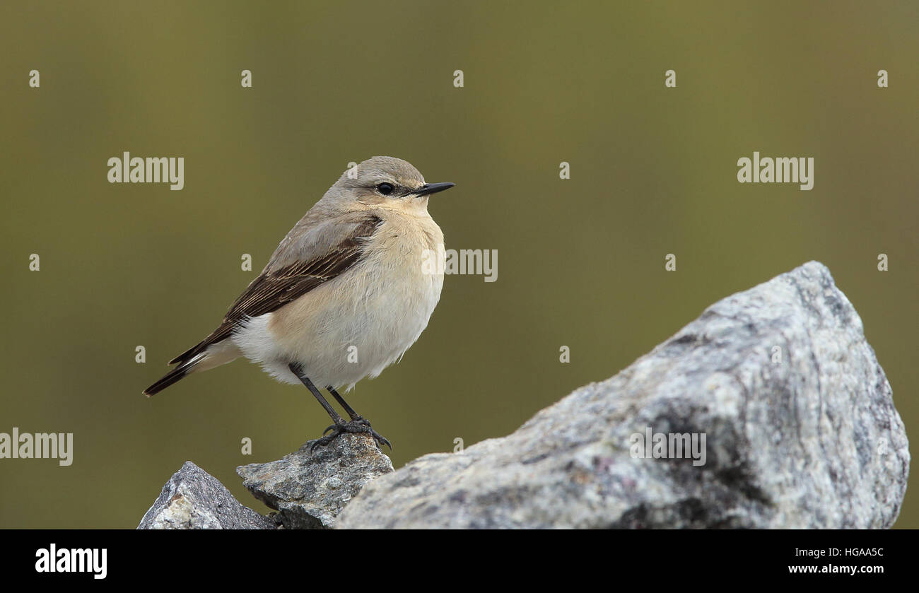 Northern wheatear, Oenanthe oenanthe female, standing on stone Stock Photo
