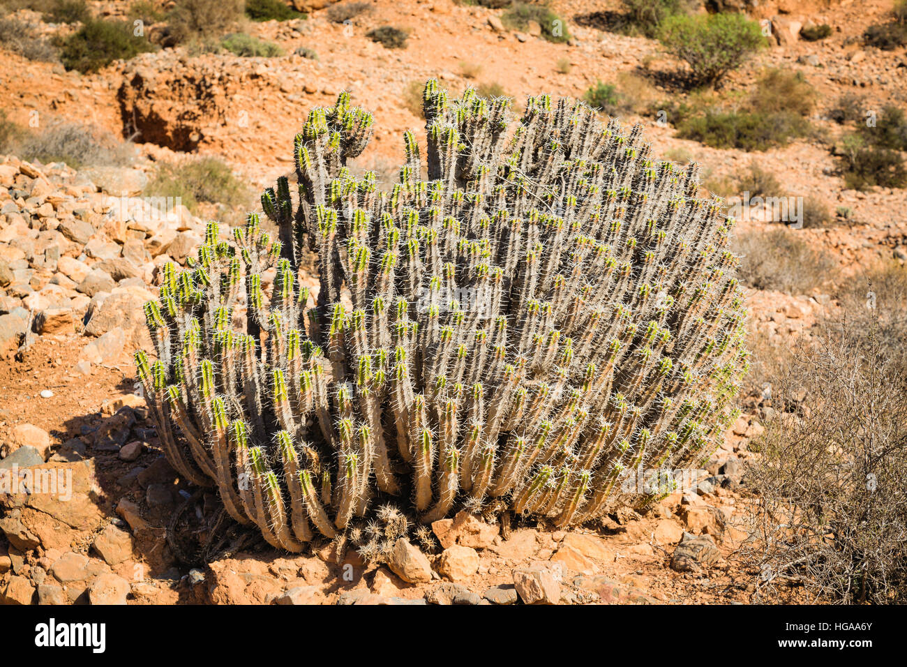 Cactus thrives on rocky hillsides in the mountains of southern Morocco. Stock Photo