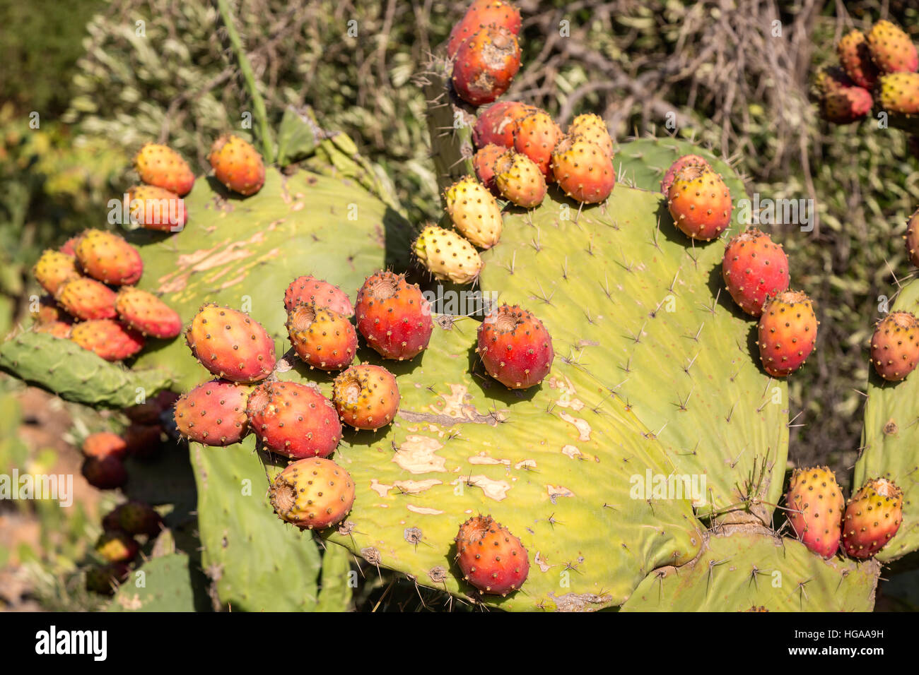 Prickly pear fruits on stony slopes in the mountains of southern Morocco. Moroccans were often grown on hillsides barren mountains. Stock Photo