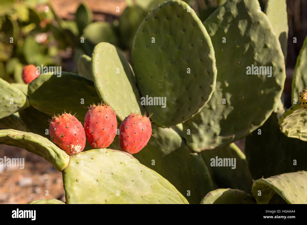Prickly pear fruits on stony slopes in the mountains of southern Morocco. Moroccans were often grown on hillsides barren mountains. Stock Photo