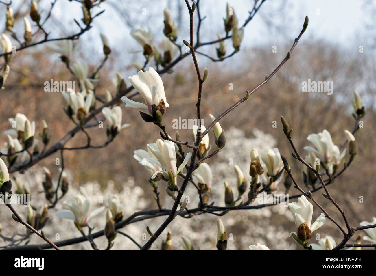 White magnolia branch with spring blooming flowers and buds closeup. Stock Photo