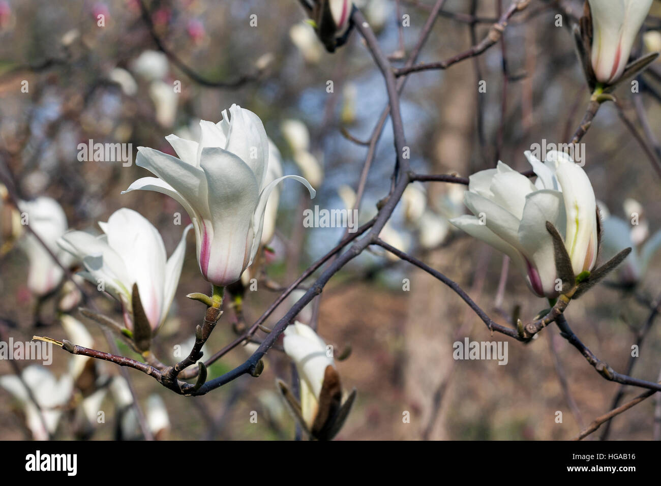 White magnolia branch with spring blooming flowers and buds closeup. Stock Photo