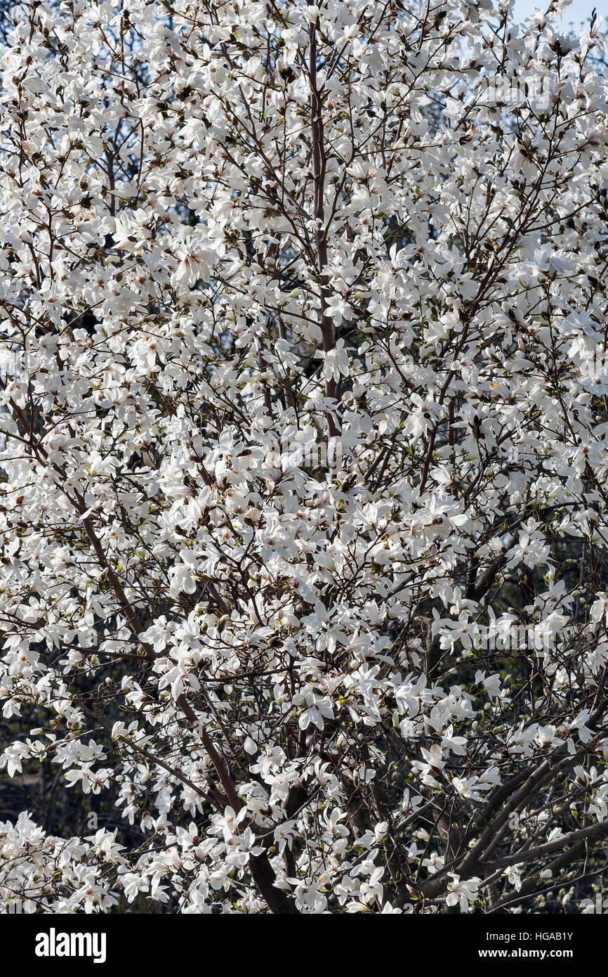 White spring magnolia branches with blooming flowers and buds closeup Stock Photo