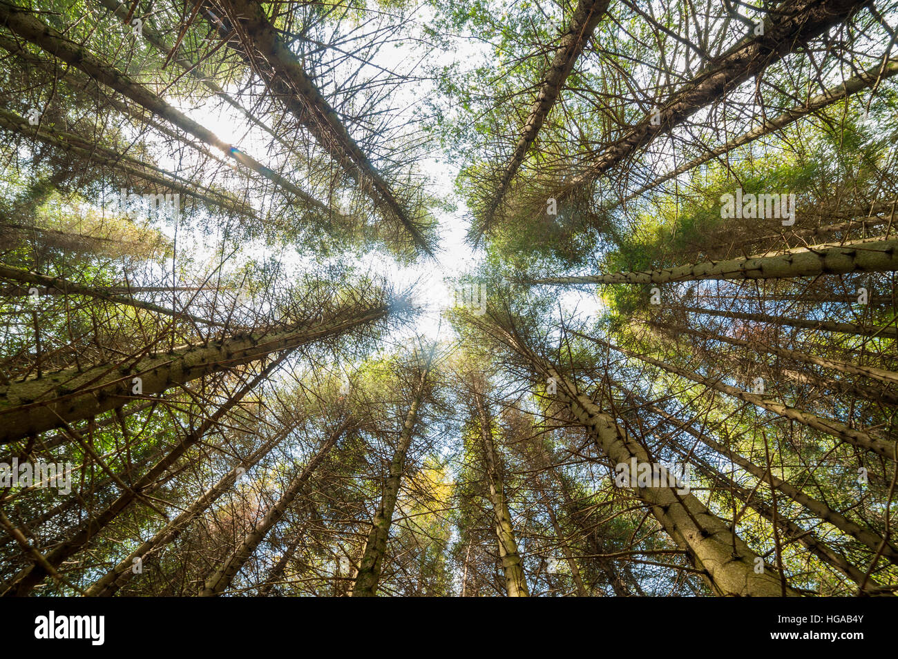 View of of tall pine tree forest a common type of coniferous resinous trees viewed from below Stock Photo