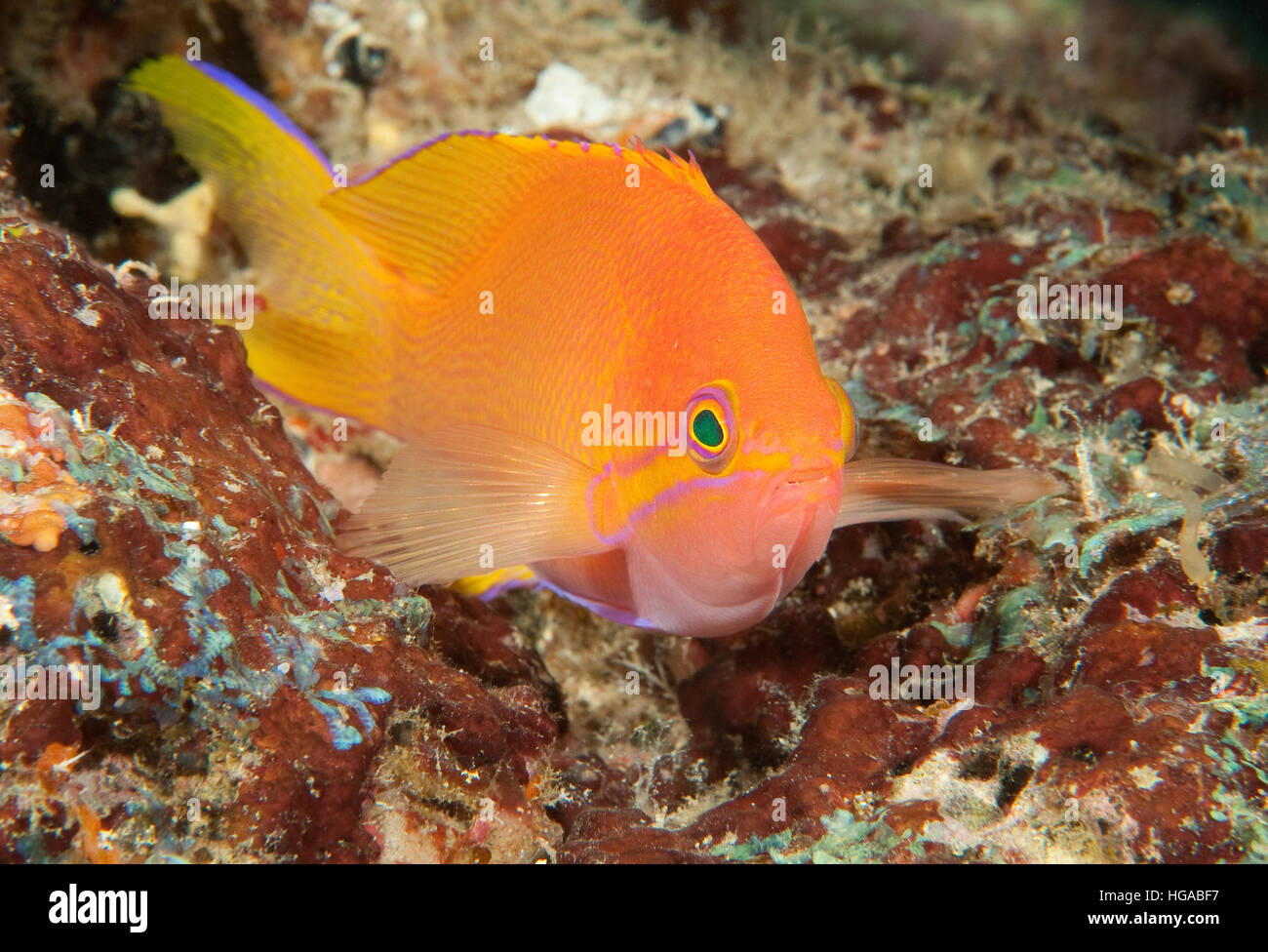 Squarespot Anthias, Papua New Guinea Stock Photo