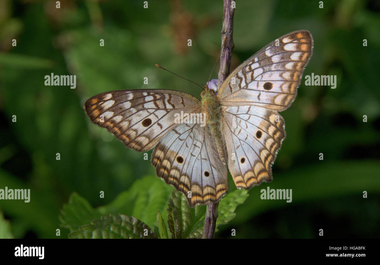 White Peacock Butterfly at Pillcopata, Peru Stock Photo