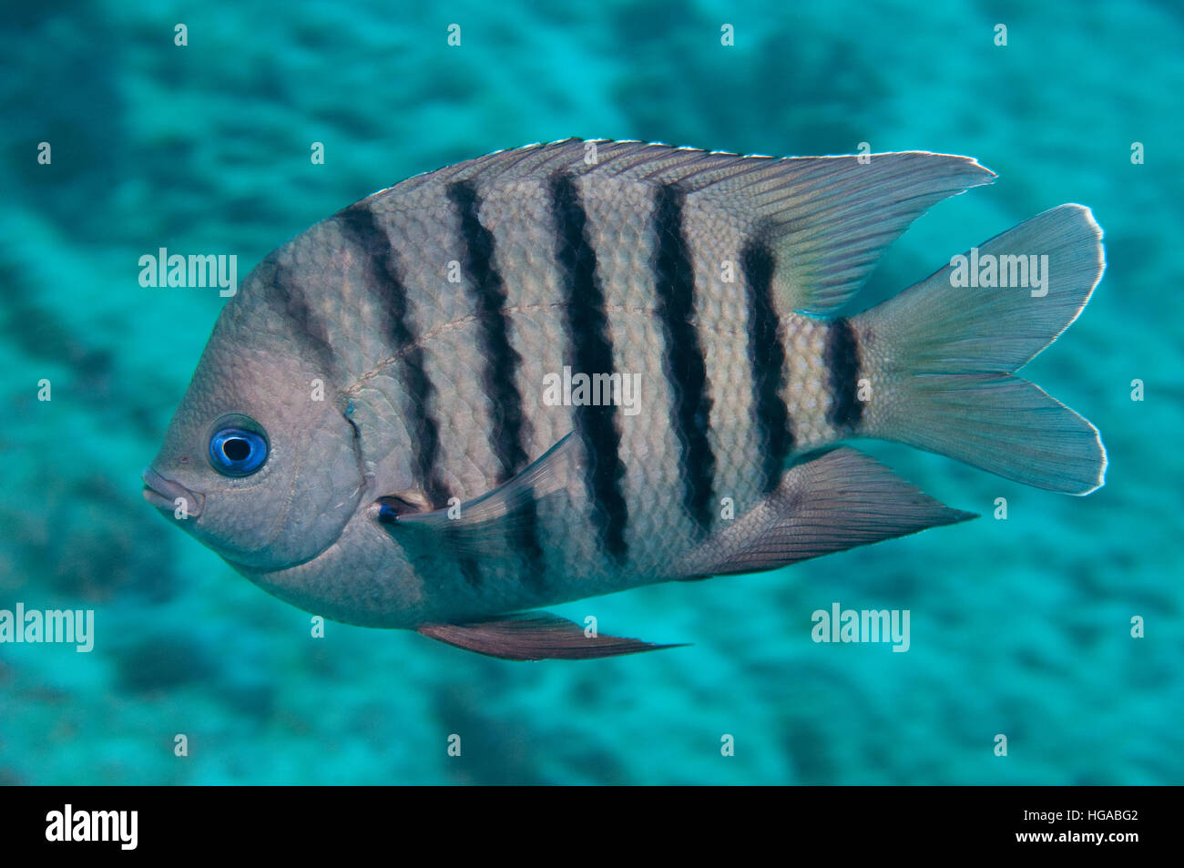 Bengal Sergeant (Abudefduf bengalensis), Ningaloo Reef, Western Australia Stock Photo