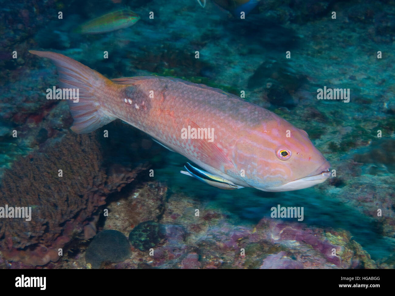 Saddleback Pigfish (Bodianus bilunulatus) Stock Photo