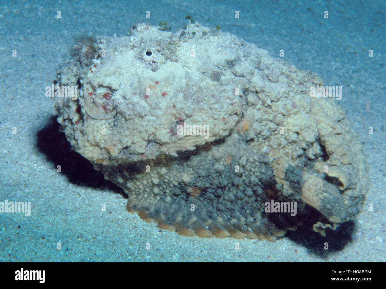 Reef Stonefish (Synanceia verrucosa), Mantis Reef, Great Barrier Reef, Australia Stock Photo