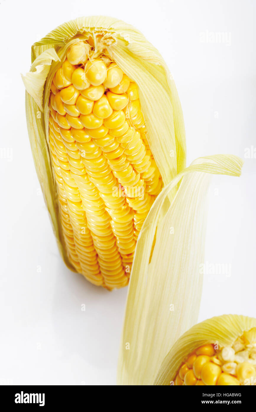 Fresh cob of corn (Zea mays L. subsp. mays) Stock Photo