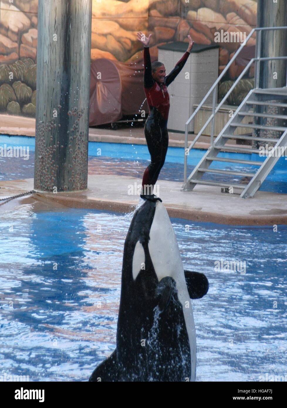 Tilikum the orca