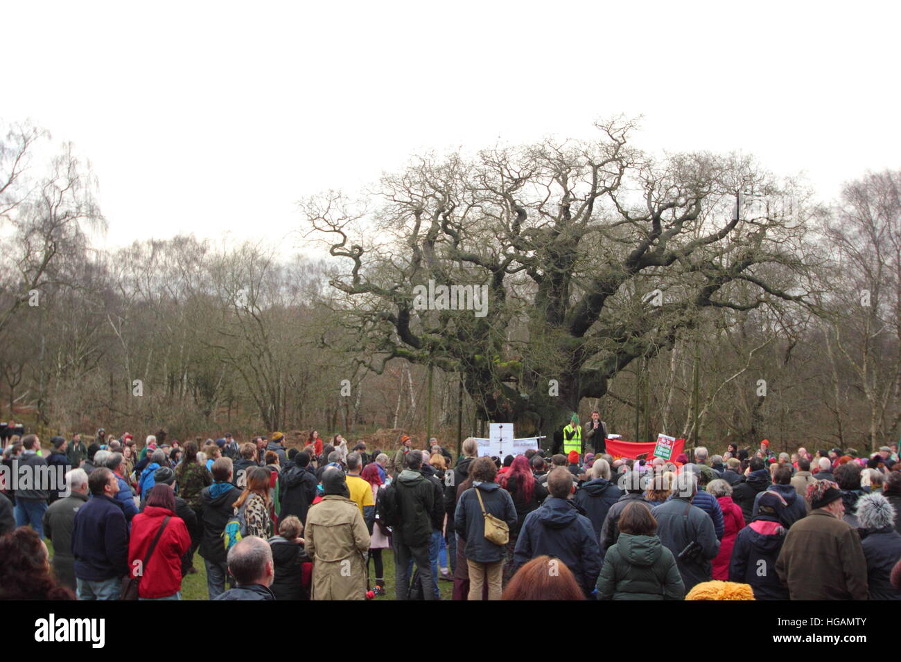 Sherwood Forest, Nottinghamshire, UK. 7 January 2017. Demonstrators protest against potential fracking in Sherwood Forest, Nottinghamshire after Friends of the Earth revealed chemicals firm, INEOS is to carry out seismic imaging surveys in this former medieval hunting forest including near to the iconic Major Oak (pictured). Green campaigners fear this could lead to the search for shale gas in the legendary home of heroic outlaw, Robin Hood. INEOS Shale says it is not fracking in Sherwood Forest. Credit: Deborah Vernon/Alamy Live News Stock Photo